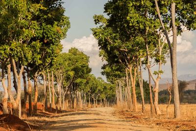 Panoramic view of trees on field against sky
