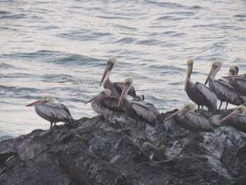 Birds perching on rock by sea