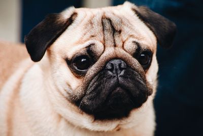 Close-up portrait of dog