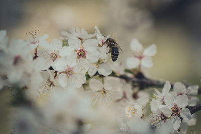 Close-up of bee pollinating flower