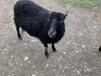 High angle view of black labrador standing on field