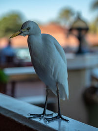 Close-up of bird perching on wooden table