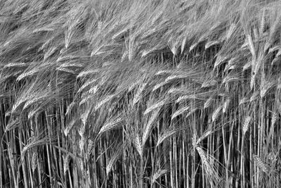 Full frame shot of wheat