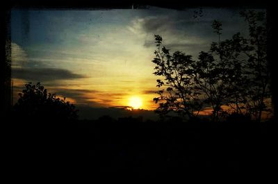 Silhouette of trees at sunset