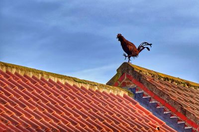 Low angle view of bird on roof of building against sky