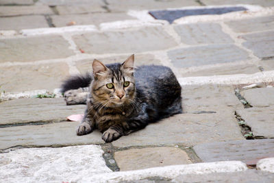Portrait of cat resting on footpath