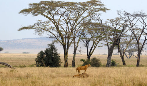 View of lion hunting on serengeti field