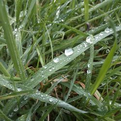 Close-up of water drops on grass