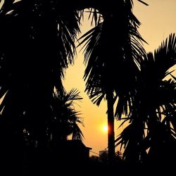 Low angle view of palm tree against sky