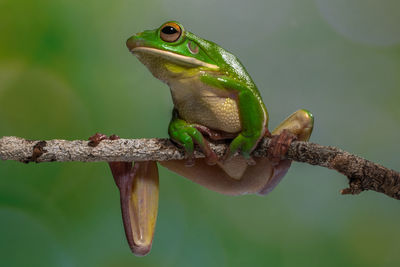 Close-up of frog on branch