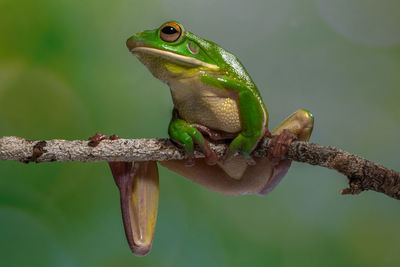 White lipped frog in branch