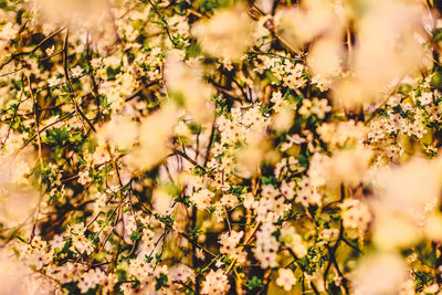 Close-up of cherry blossom on field