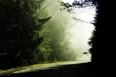 Road amidst trees in forest against sky