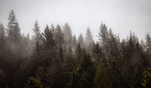 Trees in forest against sky