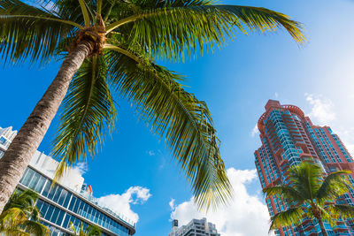 Low angle view of palm trees against sky