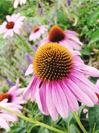 Close-up of pink flower blooming in park