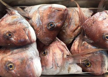 Close-up of fish for sale in market