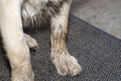 A young male golden retriever sit with dirty paws in front of a terrace and waits to enter the house