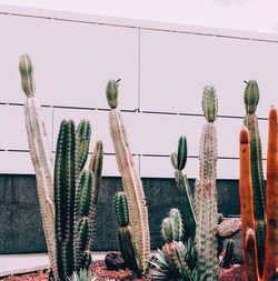 Close-up of cactus plant against wall