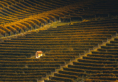 High angle view of agricultural field