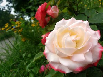 Close-up of rose blooming outdoors