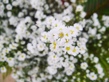 Close-up of white flowering plant