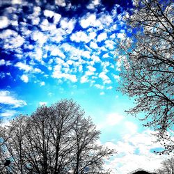 Low angle view of bare trees against blue sky