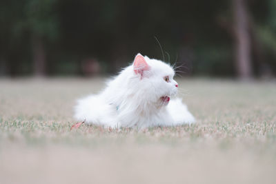 Close-up of a dog on field