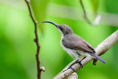 Close-up of bird perching on branch