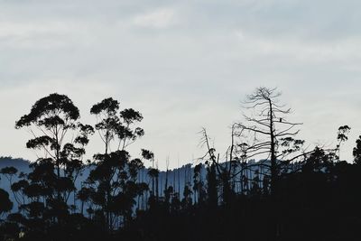 Low angle view of silhouette trees against sky at sunset