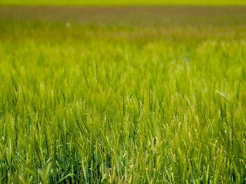 Full frame shot of corn field