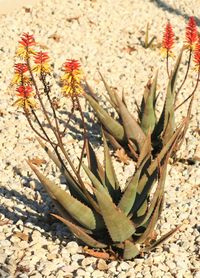 Close-up of flowers