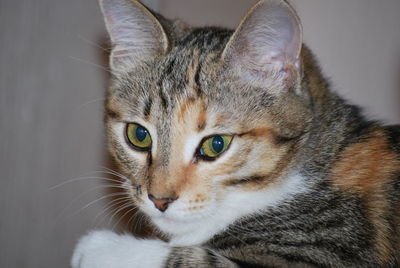 Close-up portrait of a cat