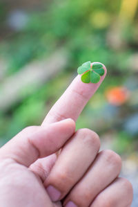 Close-up of hand holding small plant