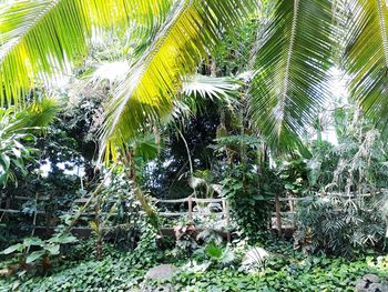 Close-up of palm tree by plants