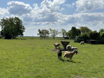 pasture