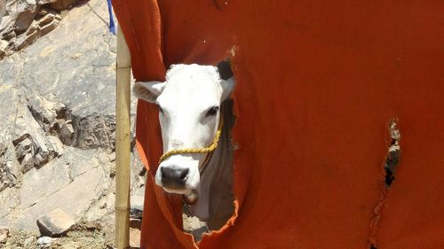 Portrait of cow standing