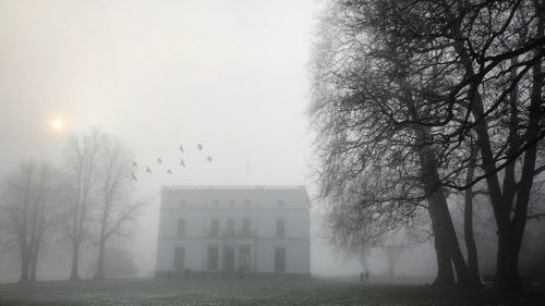 Trees against sky during winter