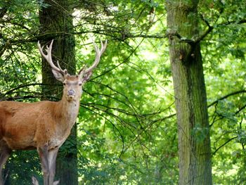 Portrait of deer in forest
