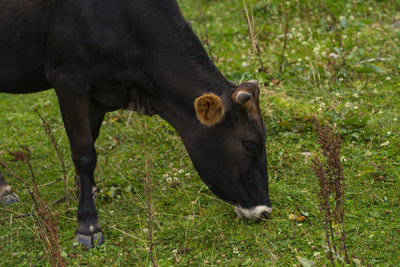 View of a horse grazing in field