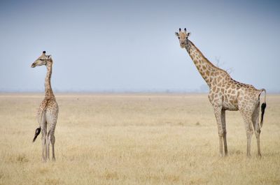 Giraffes standing on field against clear sky