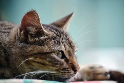 Close-up of a cat looking away