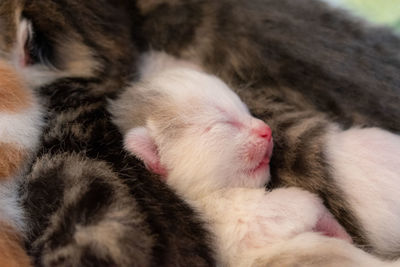 Close-up of cat sleeping
