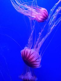 Close-up of jellyfish swimming in sea