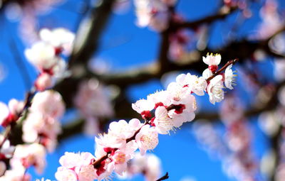 Low angle view of white flowers blooming on tree