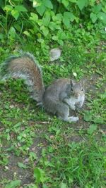 High angle view of squirrel on field