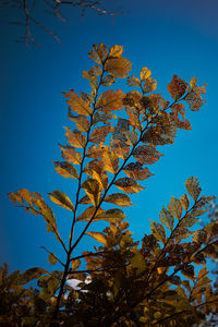 Low angle view of tree against blue sky