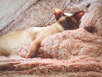 Cat lying on rug