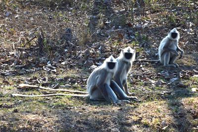 Monkey sitting on field