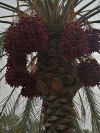 Low angle view of tree